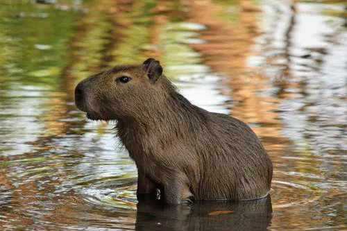 Capybara Backpack