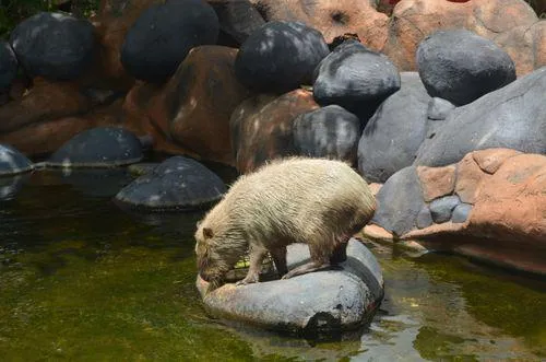 Capybara Backpack