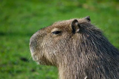 Capybara Backpack