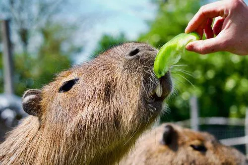 Capybara Backpack