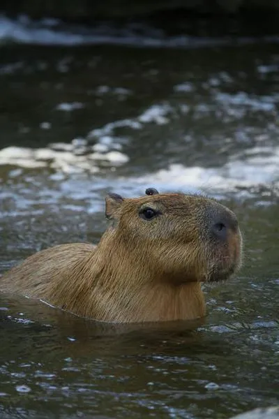 Capybara Backpack