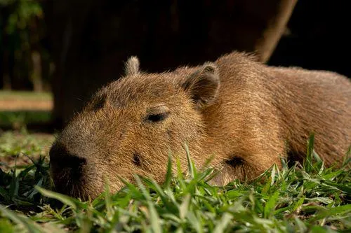 Capybara Backpack