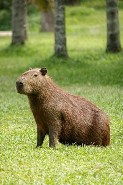 Capybara Backpack