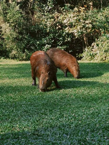 Capybara Backpack