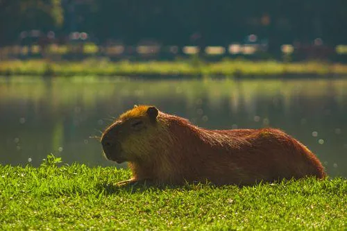 Capybara Backpack