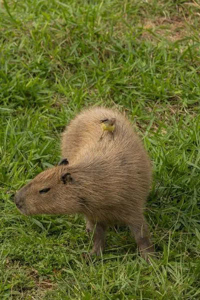Capybara Backpack