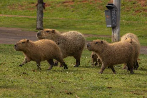 Capybara Backpack