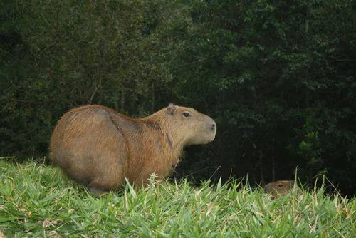 Capybara Backpack