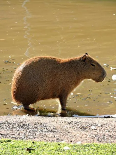 Capybara Backpack