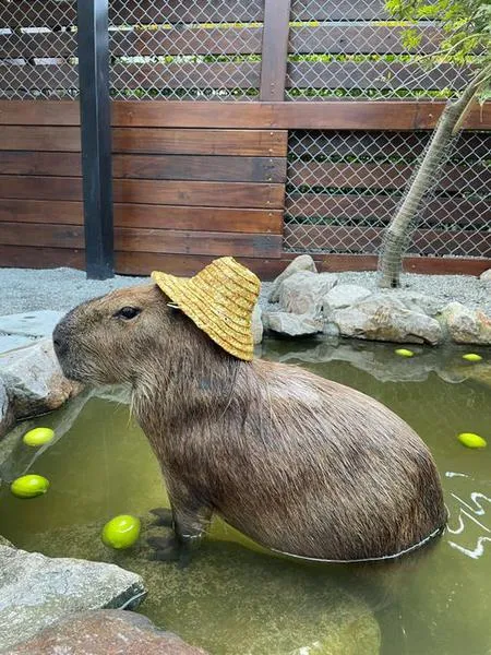 Capybara Backpack