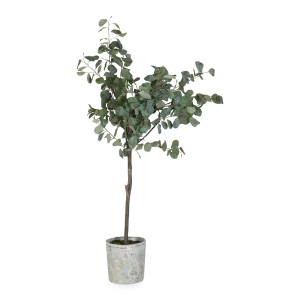 Eucalyptus Tree In Cement Pot