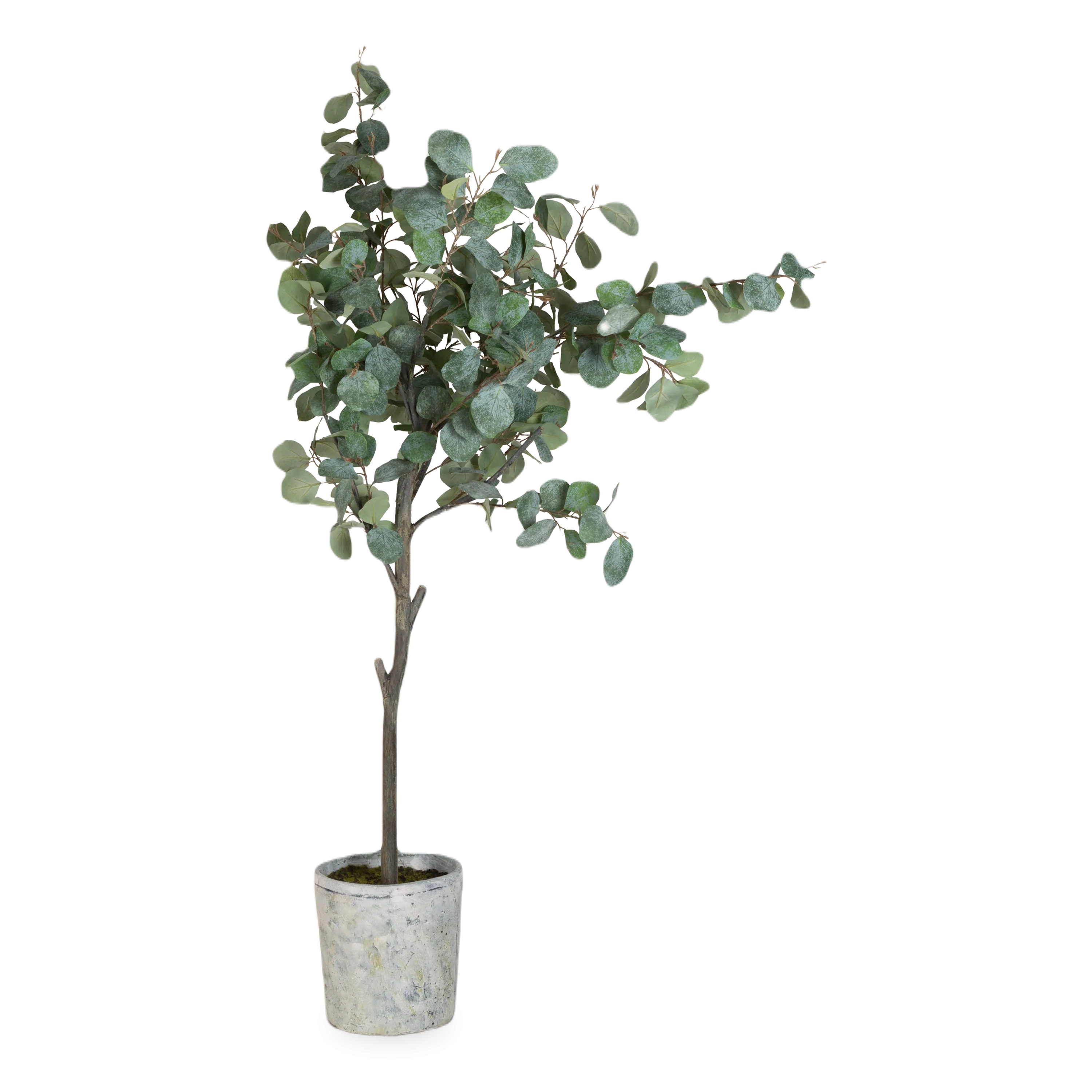 Eucalyptus Tree In Cement Pot