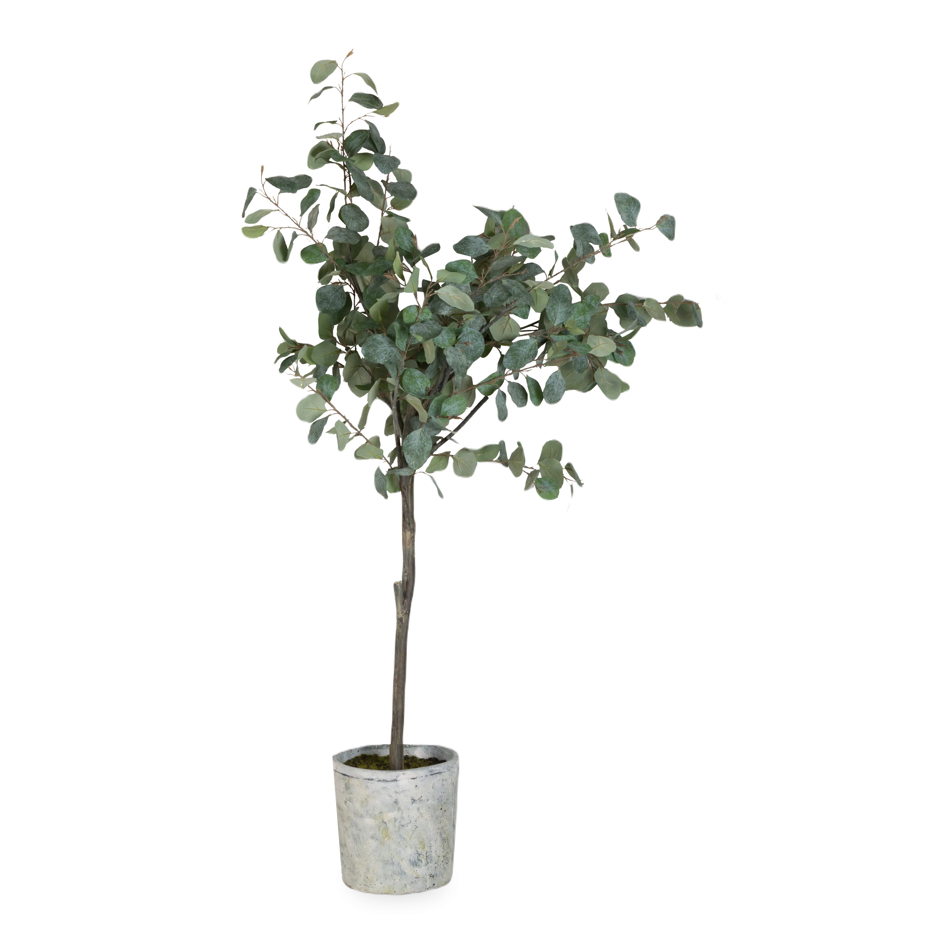 Eucalyptus Tree In Cement Pot