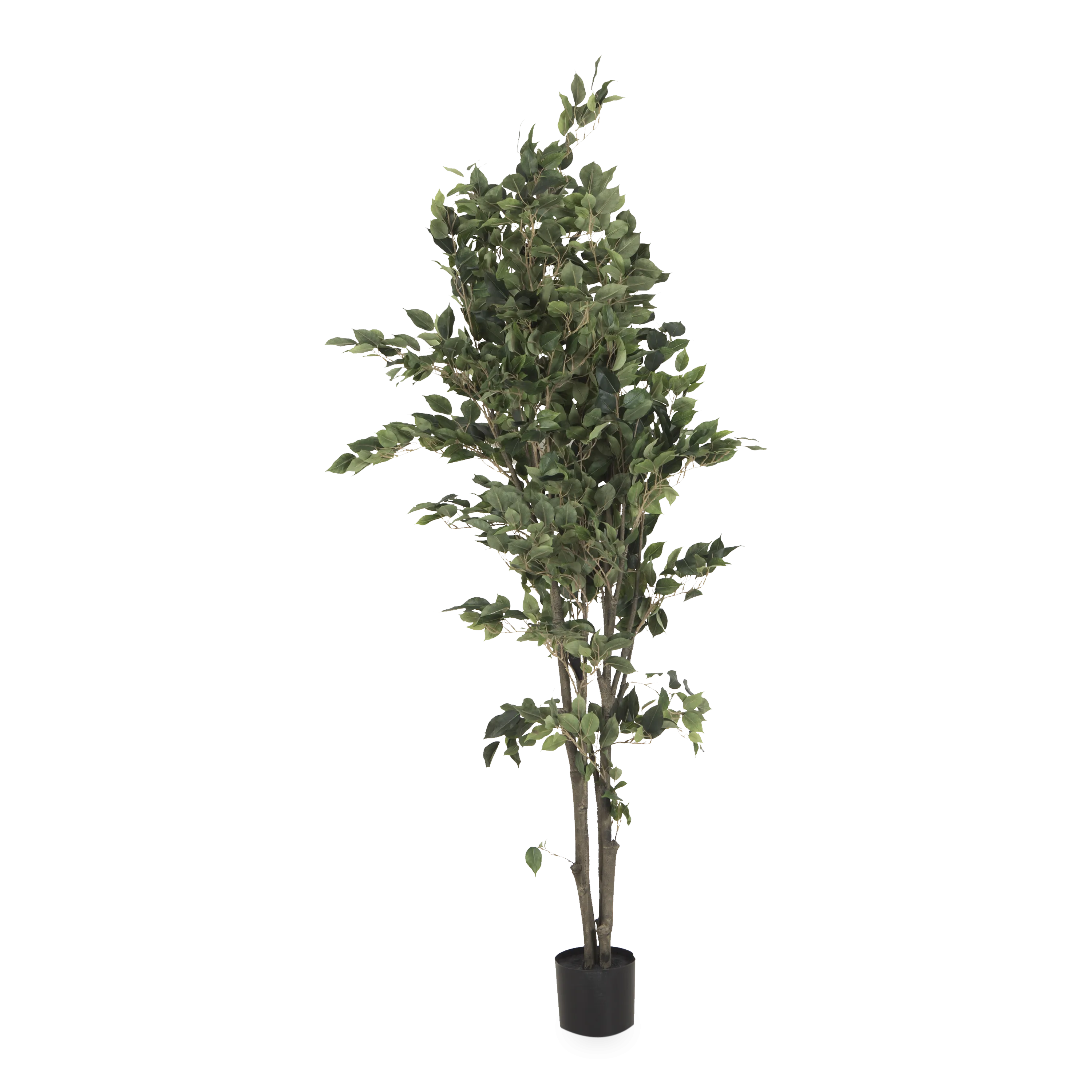 Ficus Tree