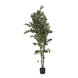 Ficus Tree