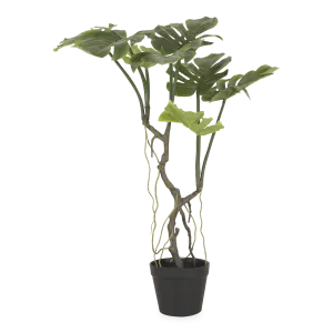 Japanese Aralia Tree