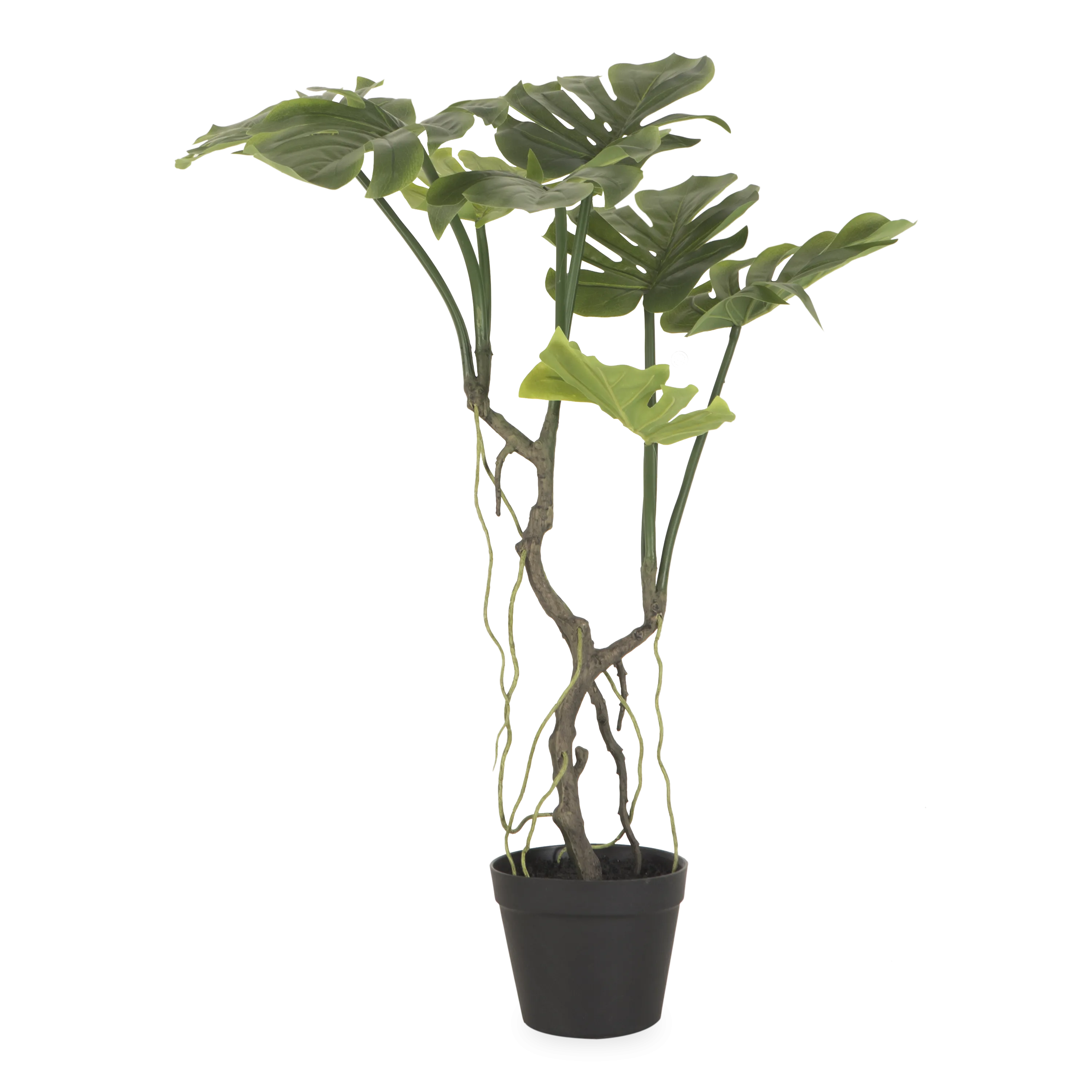 Japanese Aralia Tree