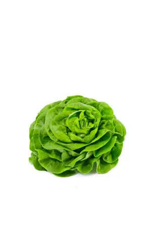 Lechuga Trocadero Extra 1 Ud (peso medio unidad 0.48 kg)
