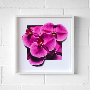 Magnificent Magenta