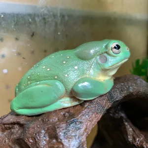 Magnificent tree frogs- Litoria splendida