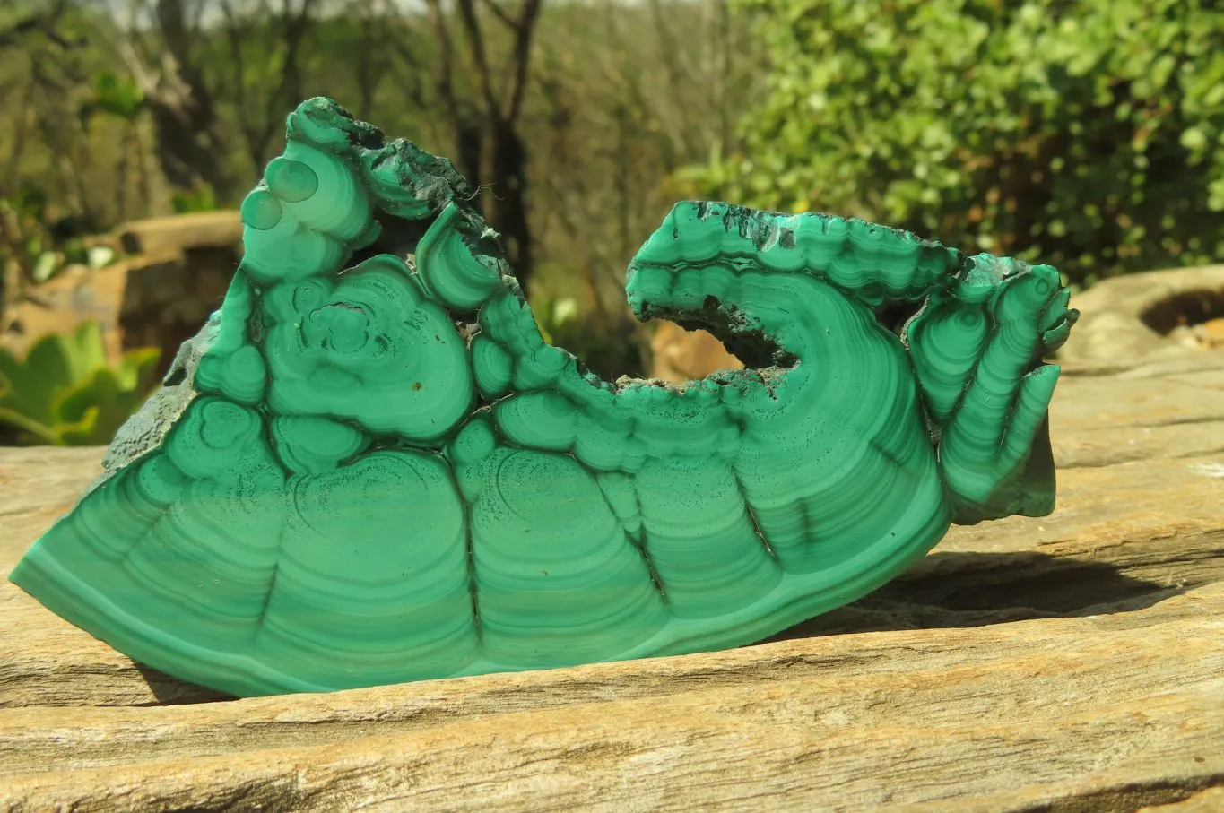 Polished Malacolla Slices x 4 From Kalukundi Mine, Congo