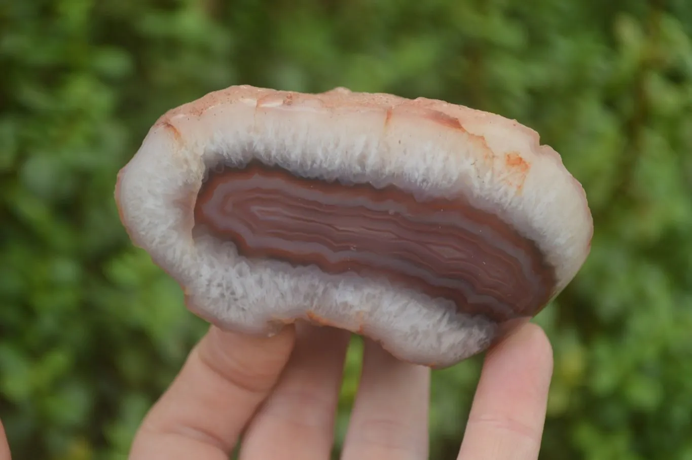Polished on One Side Red Sashe River Agate Nodules x 6 From Zimbabwe