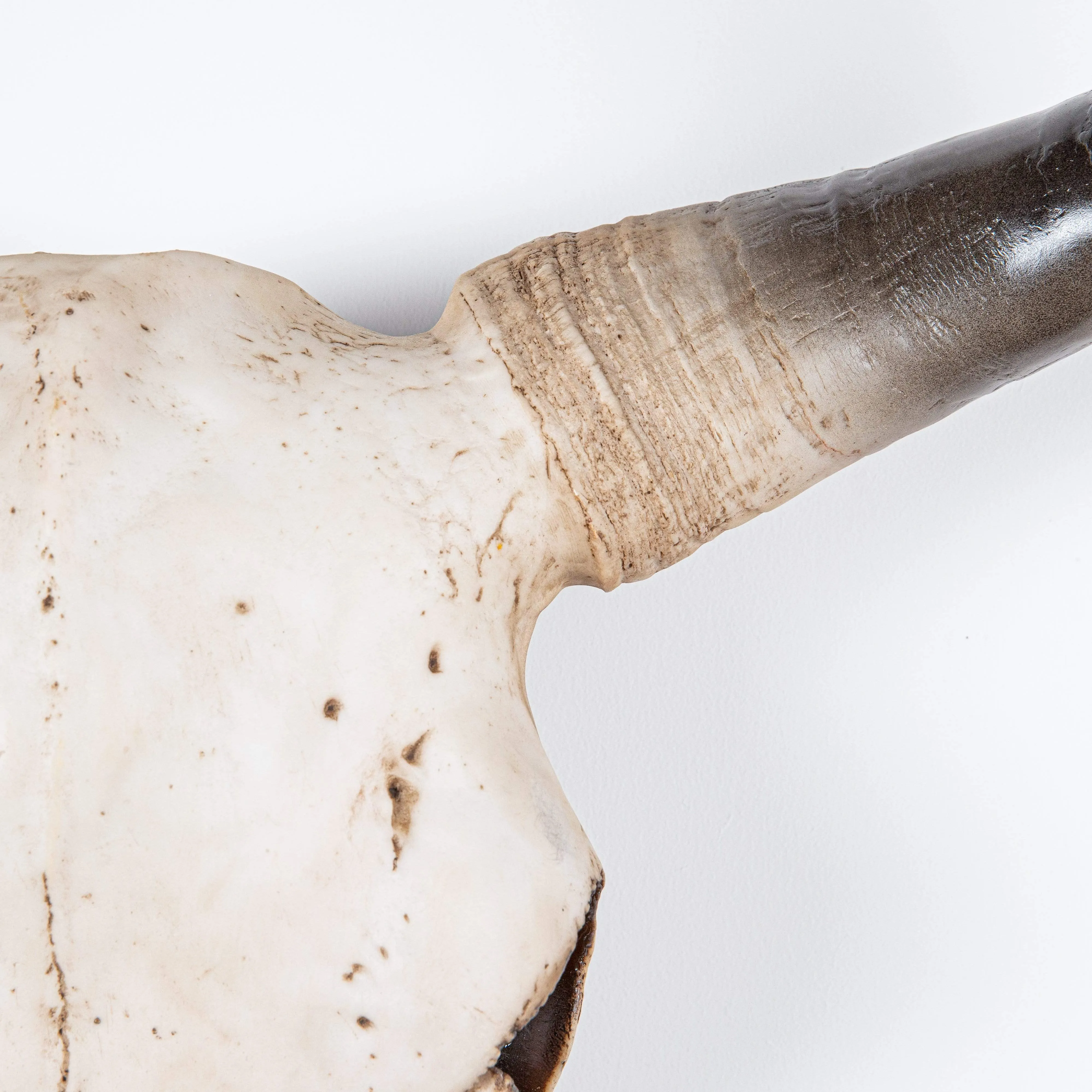 XL Faux Bison Skull - Bd101