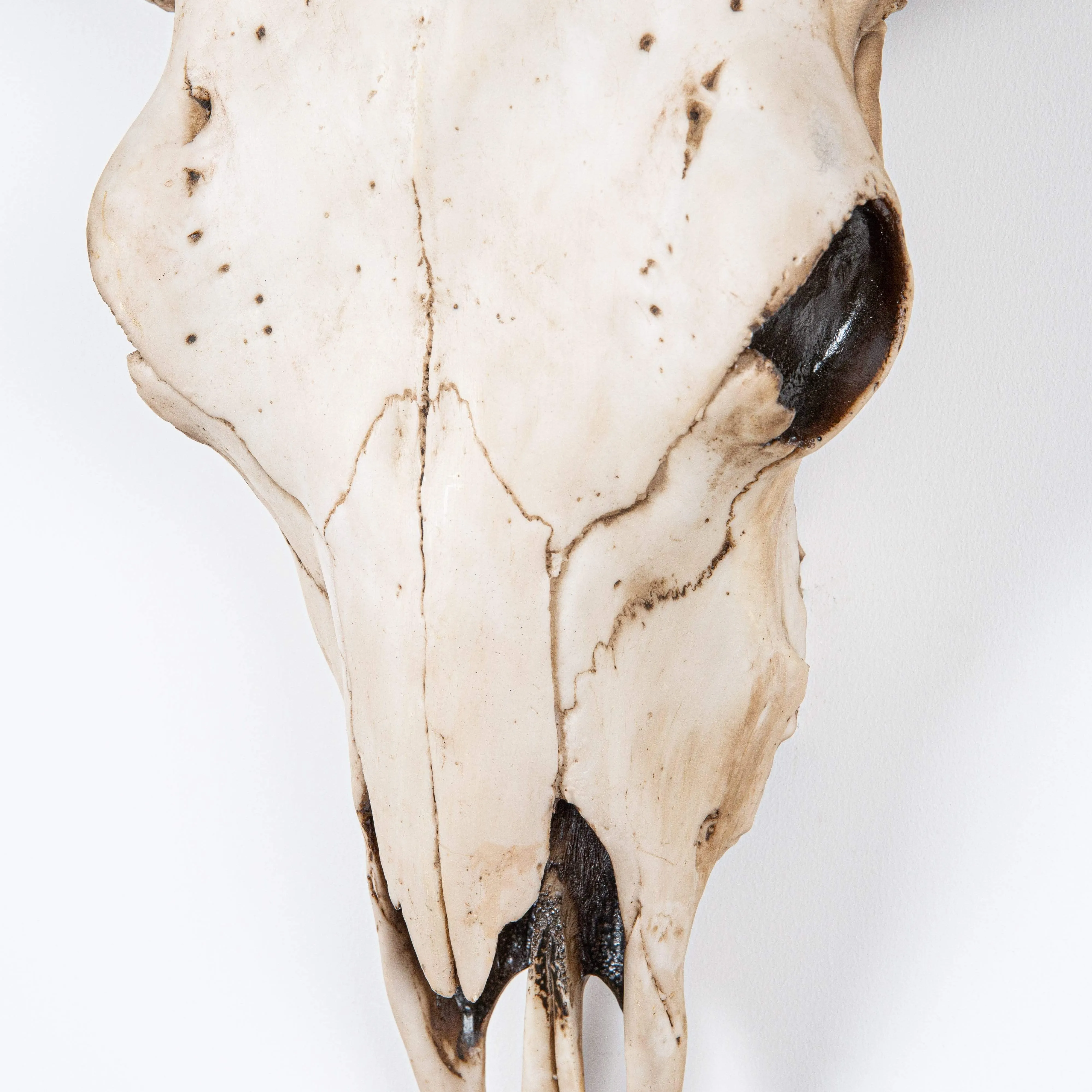 XL Faux Bison Skull - Bd101