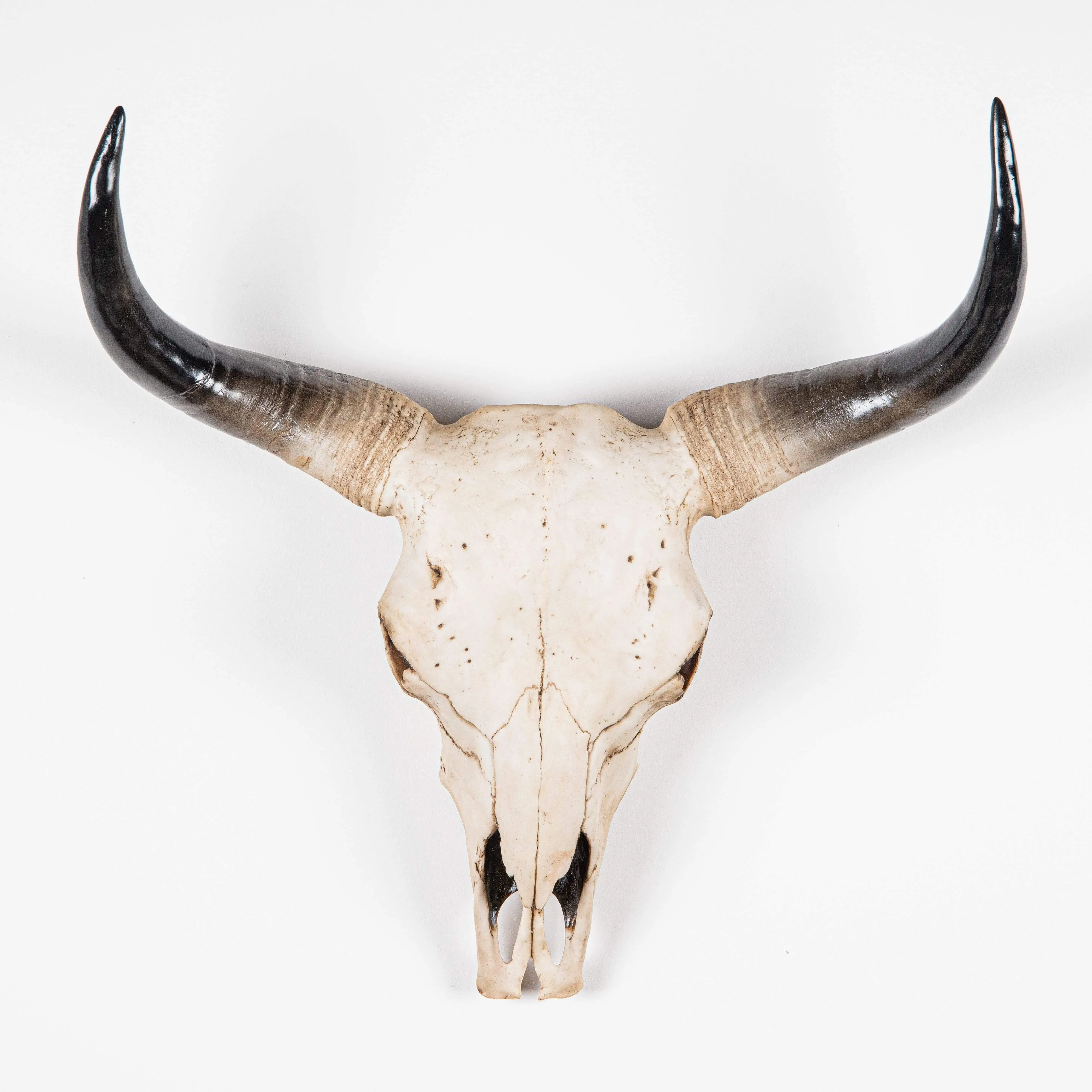 XL Faux Bison Skull - Bd101